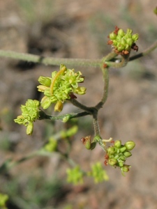 Eriogonum alatum